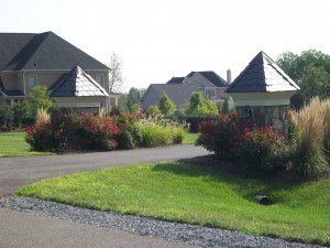 Roses in the landscape