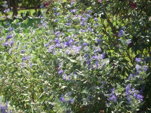 caryopteris