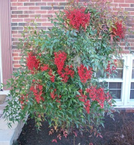 Heavenly Bamboo Nandina Domestica