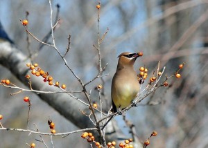 Cedar Waxwing, holly