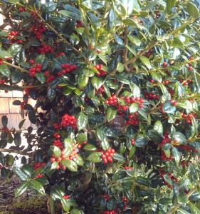 dwarf buford holly