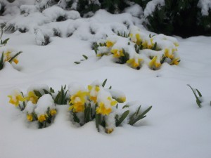 daffodils in the snow