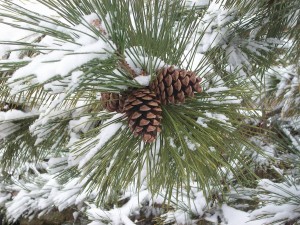 Pine at Main Street Landscape