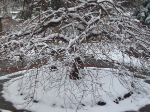 Snow covered Japanese Maple