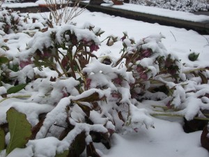 Hellebores in the snow