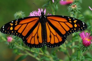 Butterfly on Aster