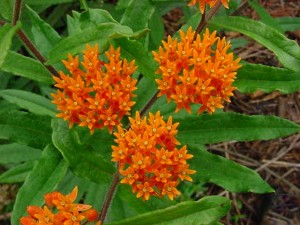 Butterfly weed