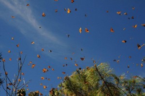 monarchs in mexico