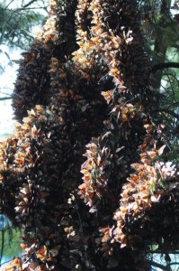 clusters of butterflies