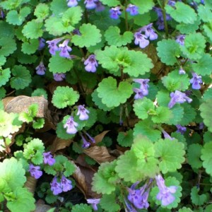 Ground Ivy