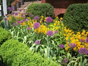 purple, orange flowers