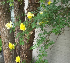 River birch and climbing roses