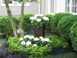White flowers Hydrangea