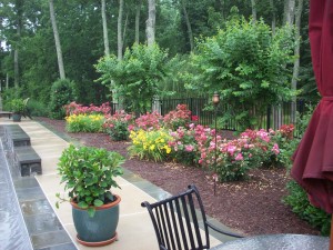 Knock out roses and daylilies