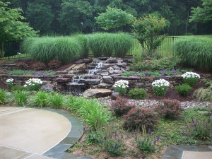 Grasses in the landscape