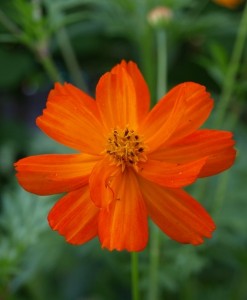 Cosmos in Prince William County