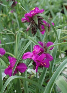 Tradescantia