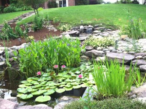 Pond lilies