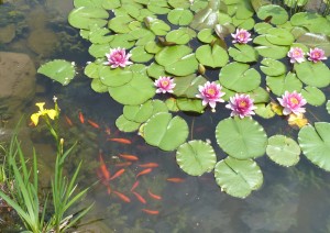 Water feature plants