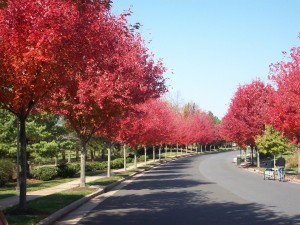 Trees in the landscape