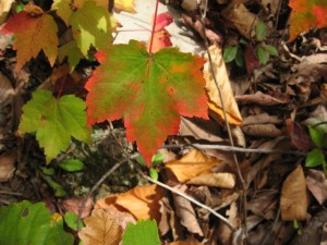 Red Maple