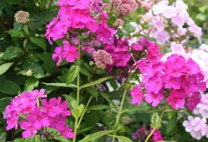 Summer Phlox