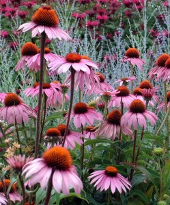 Coneflower, Magnus