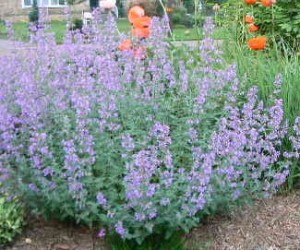 Long blooming perennial