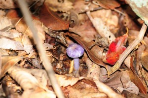 Blue mushrooms