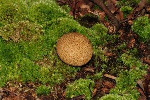 common earthball mushroom