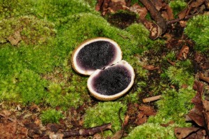 common earthball mushroom