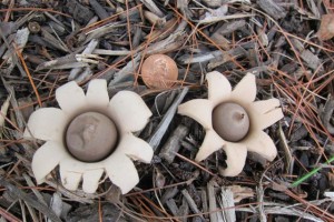 earth star mushroom