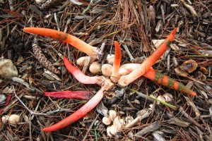 mushrooms, elegant stink horn