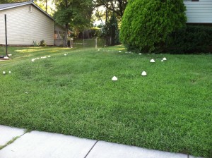 mushroom fairy ring