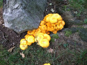 orange mushroom, 3