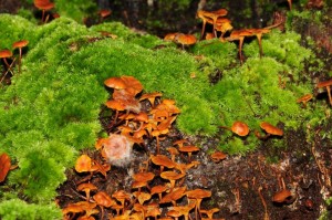 mushroom identification